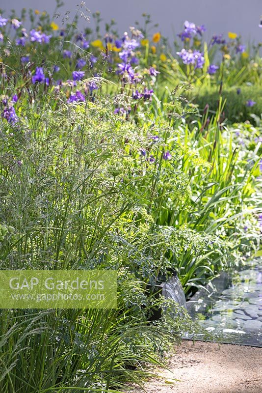 Deschampsia cespitosa with view of water feature and blue themed border in the distance. The Telegraph Garden. RHS Chelsea Flower Show, 2015.