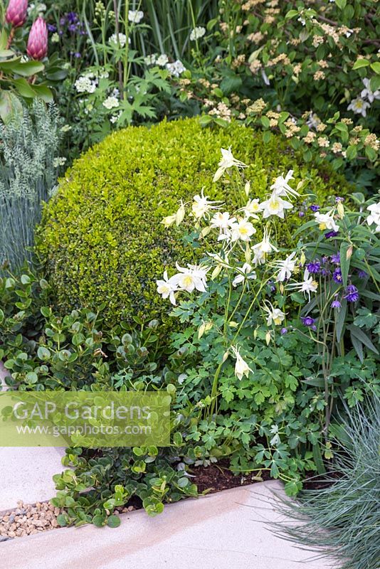 Aquilegia vulgaris 'White Bonnets' with Carissa 'Desert Star' and Buxus sempervirens dome. The Time In Between. RHS Chelsea Flower Show, 2015.
 