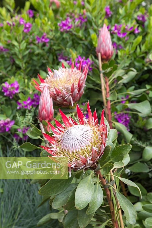 Protea cynaroides 'Little Prince' with Polygala myrtifolia x oppositifolia 'Little Bi Bi' in the background. The Time In Between. RHS Chelsea Flower Show, 2015.
 