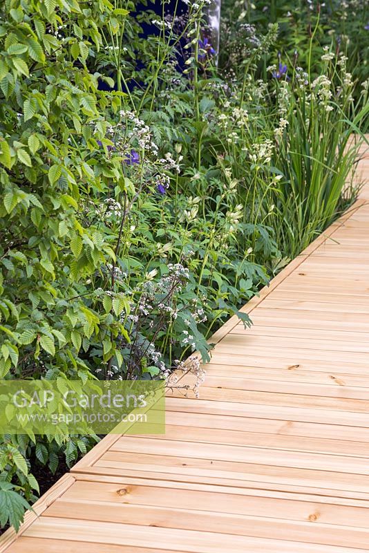 Decking path with border containing Astrantia major, Anthriscus sylvestris 'Ravenswing' and Carpinus betulus hedge. The Viking Ocean Cruises Show Garden. RHS Chelsea Flower Show, 2015.