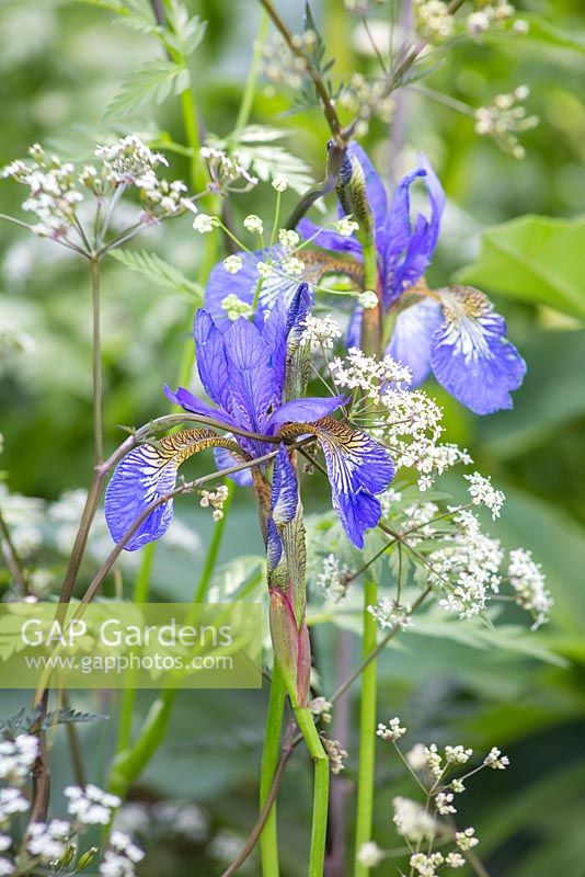 Iris sibirica intertwined with Anthriscus sylvestris 'Ravenswing'. The Viking Ocean Cruises Show Garden. RHS Chelsea Flower Show, 2015.