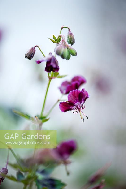 Geranium Phaeum Samobor, June, Hampshire