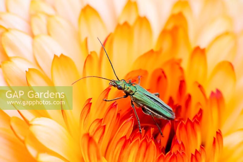 Oedemera nobilis - Thick-legged flower beetle - Female