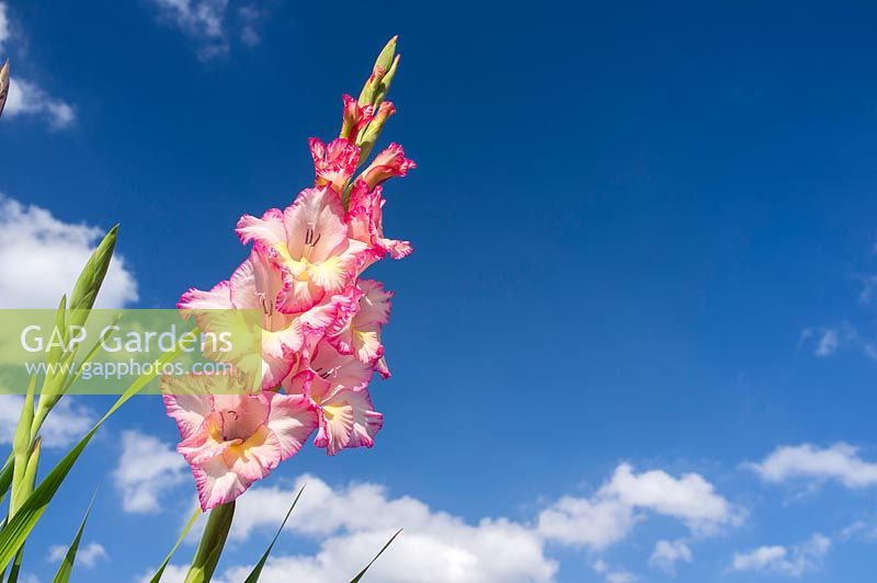 Gladiolus grandiflora 'Priscilla'