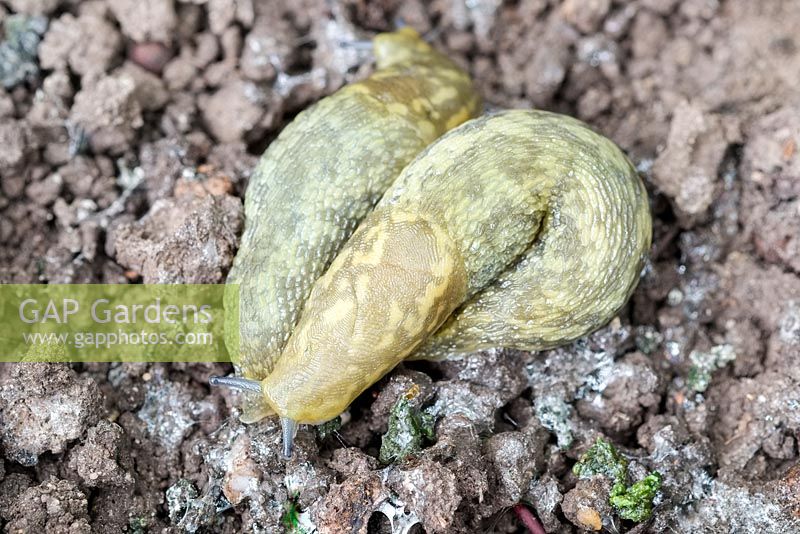 Limax flavus - Yellow Slugs