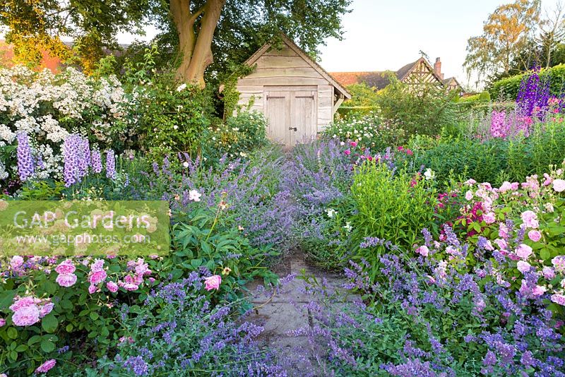 Using David Austen roses, the Rose Garden at Wollerton Old Hall Garden, Shropshire, also features a wide range of herbaceous plants, including Delphiniums, Nepeta 'Six Hills Giant' and Penstemons