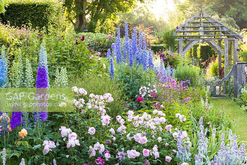 Shortly after dawn on a misty morning in the Sundial Garden at Wollerton Old Hall Garden, Wollerton, Shropshire - featuring David Austin roses, Stachys, Delphiniums, Dahlias, Phlox paniculata, Salvia microphylla and Knautia, among a wide range of other herbaceous plants.