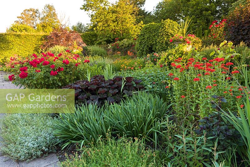 The hot colours of the Lanhydrock Garden at Wollerton Old Hall Garden, Shropshire. Planting includes: Ligularias, roses, Lychnis chalcedonicas and Heleniums. 