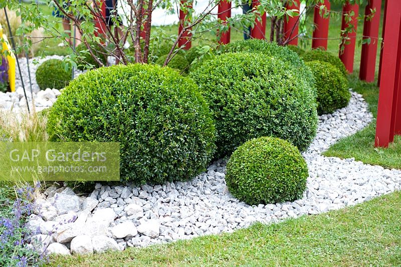 Buxus sempevirens - topiary clipped into balls planted in groups