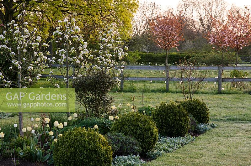 Spring borders with Pyrus 'Beurre du Comice', underplanted with Tulipa 'Primrose Beauty', Stachys byzantina and clipped Buxus balls