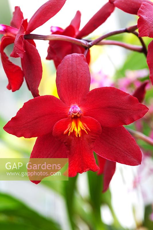 Odontoglossum 'Redskin' - Orchid