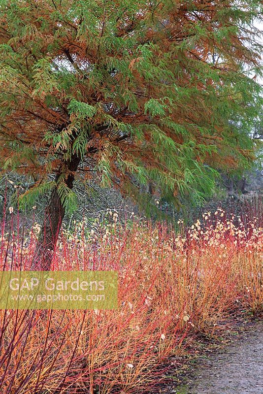 Cornus sanguinea 'Midwinter Fire' with Taxodium mucronatum - RHS Wisley