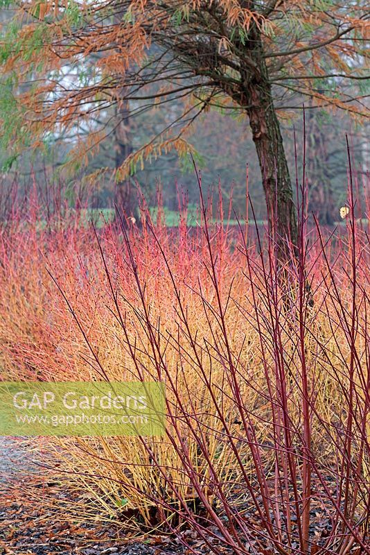 Cornus alba 'Sibirica Ruby'. Cornus sanguinea 'Midwinter Fire' - RHS Wisley