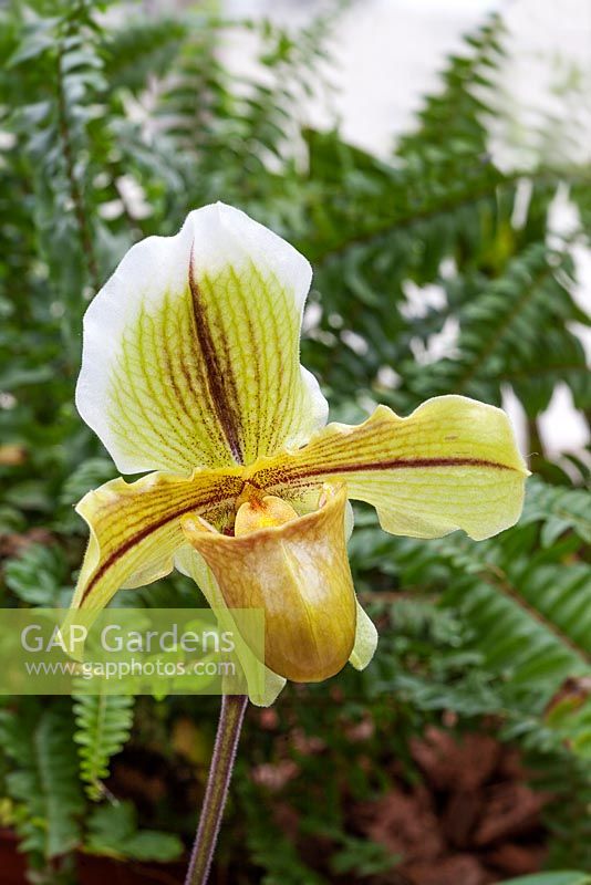 Paphiopedilum - Slipper orchid