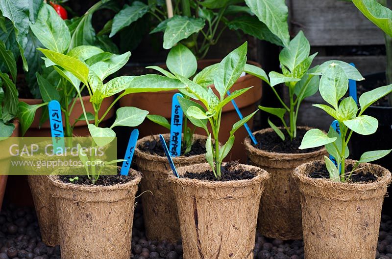 Young Sweet Pepper plants in coir pots