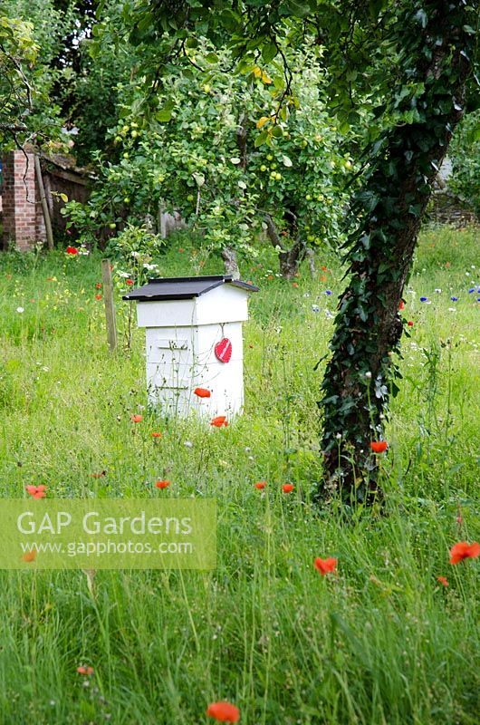 Beehive in an orchard with wildflowers