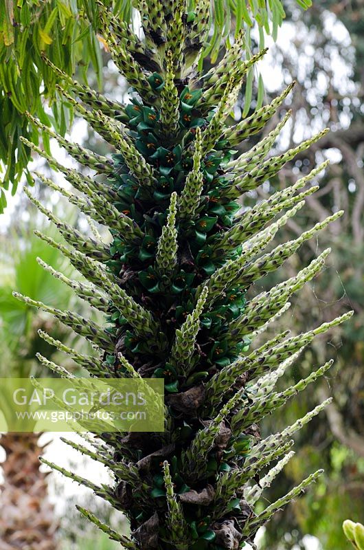 Puya berteroniana - The Turquoise Puya