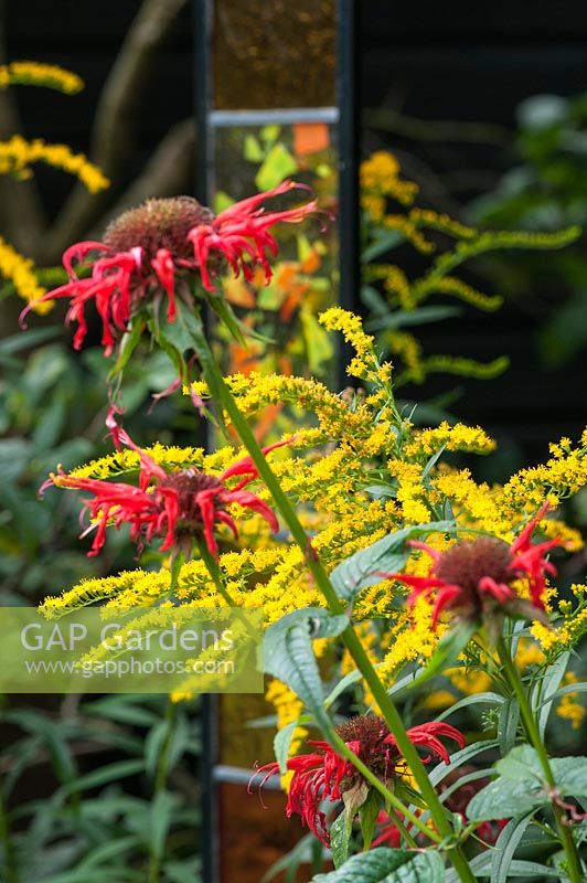 Hot summer colours of Monarda 'Gardenview Scarlet' with Golden Rod - Solidago.