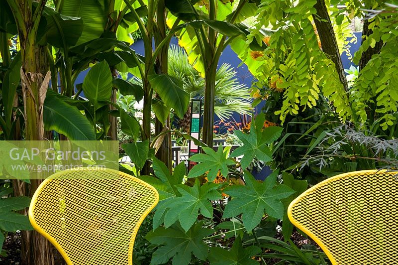 A screen of Banana trees - Musa basjoo, False Castor Oil Plant - Fatsia japonica and False Acacia - Robinia pseudoacacia with the backs of two yellow garden chairs.