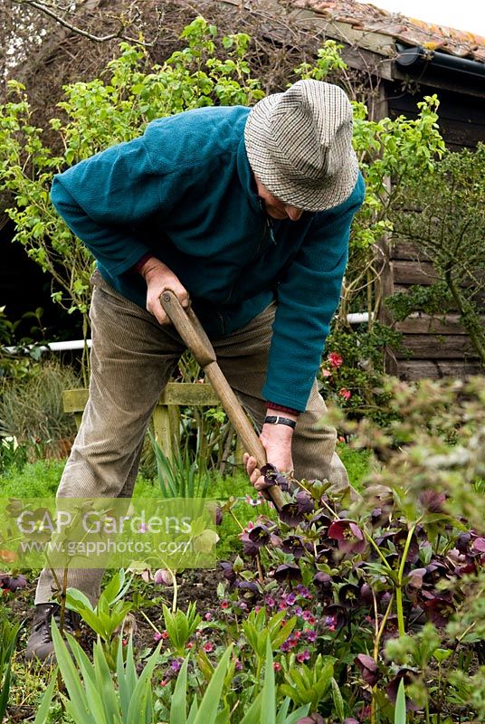 John Foster doing a bit of clearing and weeding around the clumps of Hellebores.
