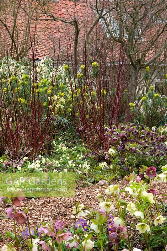 Red stems of Cornus alba 'Elegantissimia' which is growing through a carpet of Primroses and Hellebores