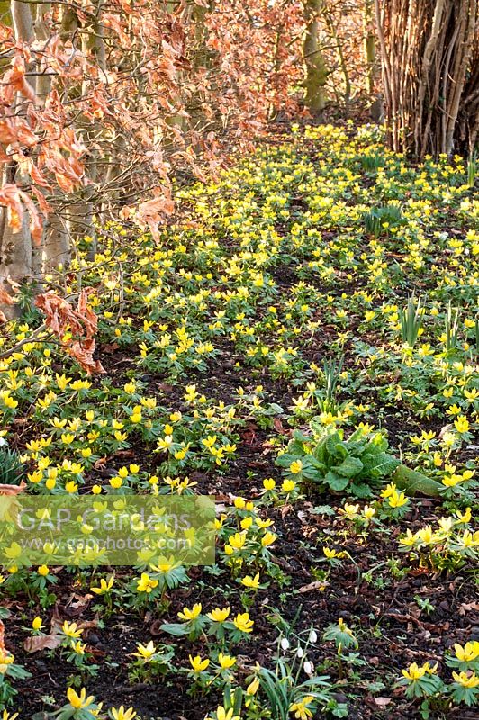 A drift of Winter Aconites, Eranthis hyemalis, studded with Snowdrops with a Beech hedge, Fagus sylvatica, as a backdrop.