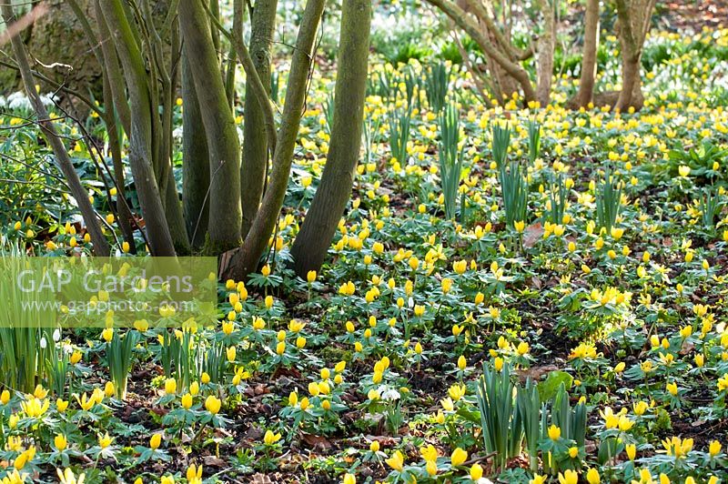 A drift of Winter Aconites, Eranthis hyemalis, studded with Snowdrops