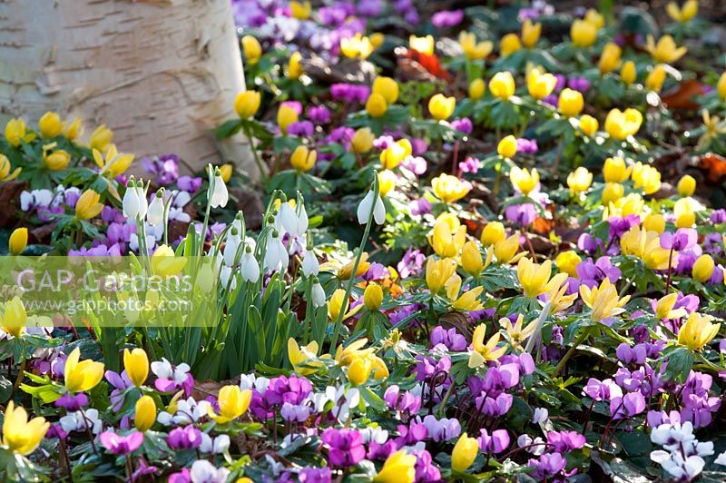 Snowdrop, Galanthus 'Melanie Broughton' surrounded by Winter Aconities-Eranthis hyemalis and Cyclamen coun.