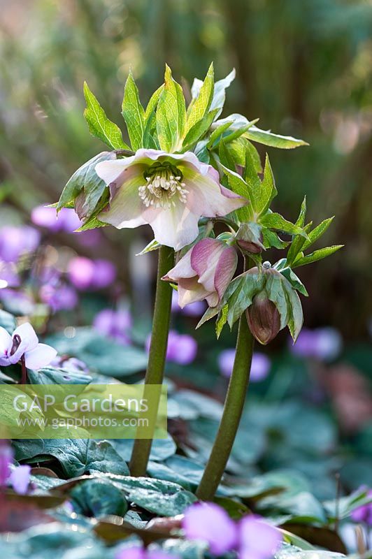 Hellebore hybrid, origin dubious as these plants happily cross fertilize if left to there own devices.