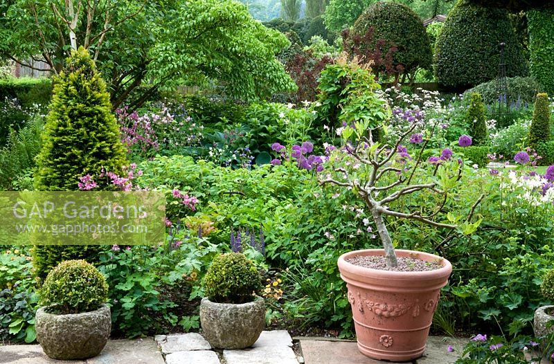 A view of Jim and Sarah's garden. Plants include Yew cones, Box balls, Aquilegia seedlings, Allium 'Purple Sensation' and Cornus kousa.