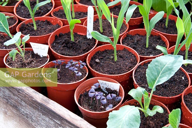 Young vegetable plants growing under cover in a greenhouse - Cauliflower 'Clapton', Red Basil 'Red Rubin' and Sweetcorn 'Lark'