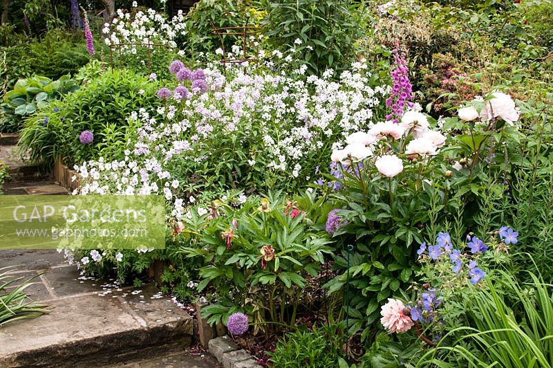 Mixed border on a slope with Digitalis - Foxglove, Lunaria annua var. albiflora - Honesty, Geranium, Allium, Paeonia lactiflora 'Lady Alexandra Duff' - peony and shrubs by stone paving path with steps in June 
