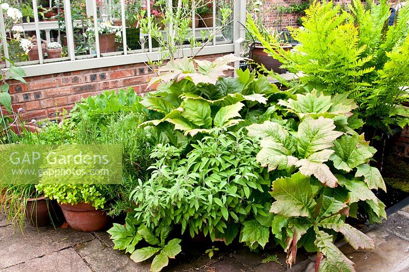 Arrangement of herbs in pots and containers outside brick and metal framed greenhouse on paving - Rosmarinus officinalis - Rosemary, Allium schoenoprasum - Chives, Salvia officinalis - Sage, Rodgersia podophylla and Osmunda regalis - Royal fern 
