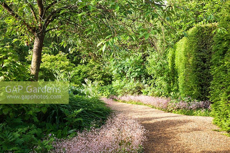 Tall clipped Yew hedges edged with Saxifraga x urbium - 'London's Pride', bordering a gravel path. Designer Georgia Langton. Farleigh House, Hampshire 