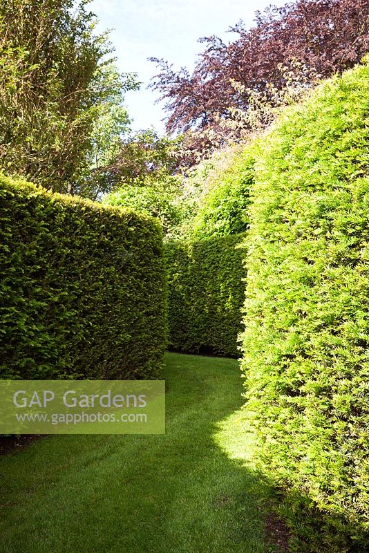 A Serpentine walk with clipped Taxus baccata - Yew hedges. Designer Georgia Langton. Farleigh House, Hampshire. 