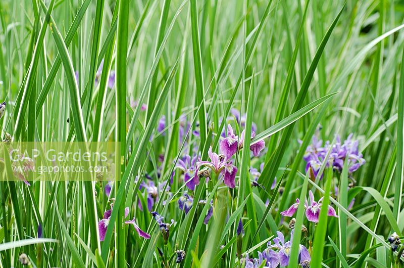 Iris versicolor 'Kermesina' with Acorus calamus 'Variegatus'