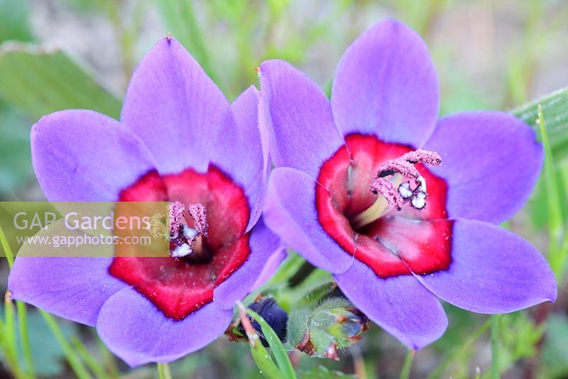 Babiana rubrocyanea - Baboon Flower, Darling, Western Cape, South Africa 
