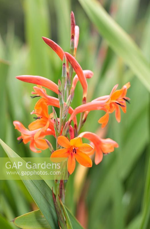 Watsonia pillansii, Cape Town, South Africa 