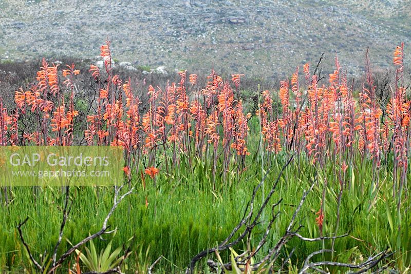 Watsonia tabularis - Table Mountain Watsonia, Cape Town, South Africa 
