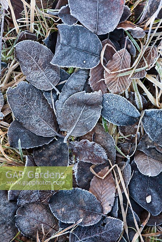 Frosted fallen leaves of Sorbus aria and Carpinus betulus.