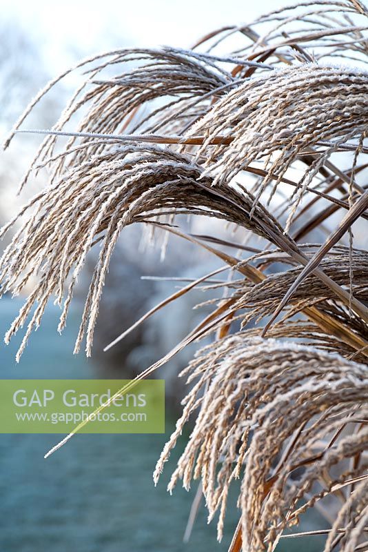 Miscanthus sinensis 'Strictus' with frost