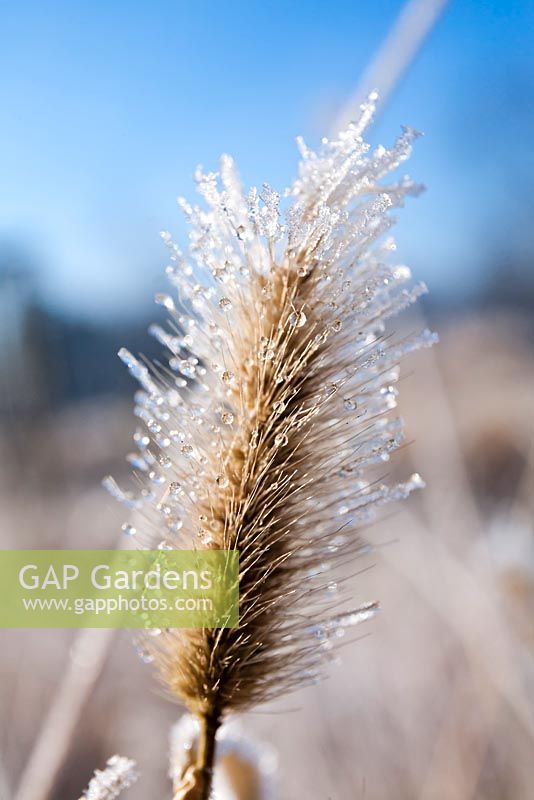 Pennisetum 'Red Buttons' in winter covered with frost and drops.