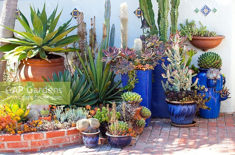 Assorted succulents, Agaves and Cactus in containers. Jim Bishop's Garden. San Diego, California, USA. August.