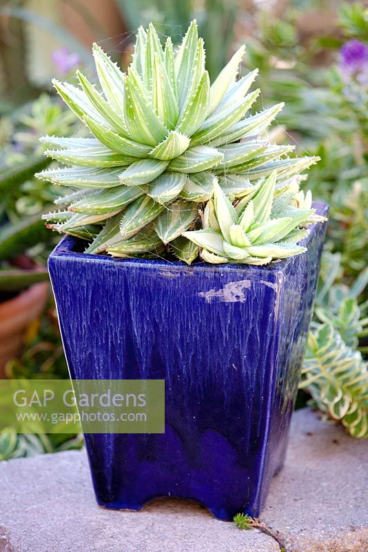 Variegated Aloe brevifolia in ceramic blue pot. Jim Bishop's Garden. San Diego, California, USA. August.