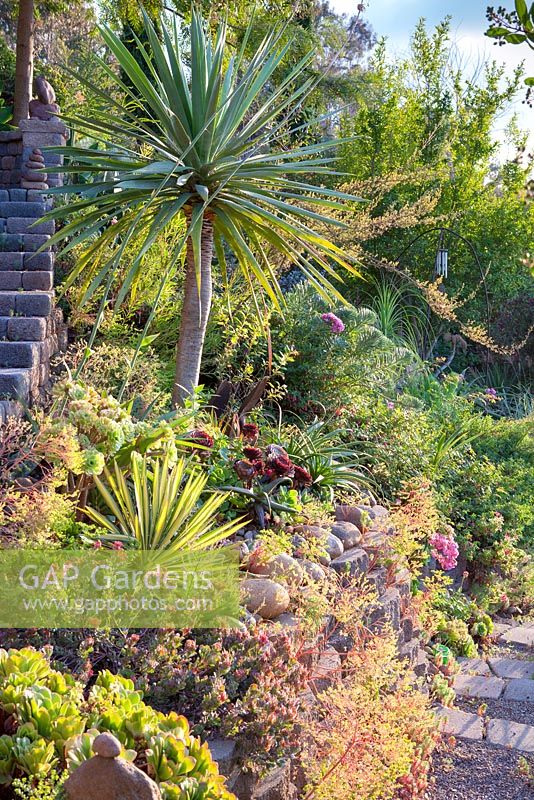 View of garden steps through mixed beds to Jim Bishop's Garden. San Diego, California, USA. August.