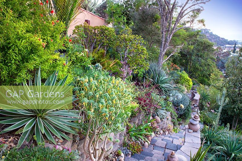 Raised bed in tropical garden. Jim Bishop's Garden. San Diego, California, USA. August.