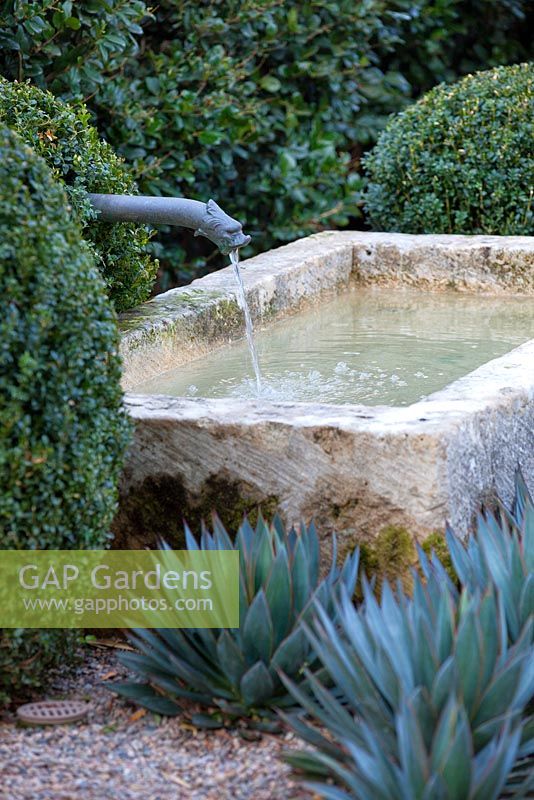 Scott Shraders, USA. View of gravel garden containing topary box balls and Agave with a water feature and mature olive trees.