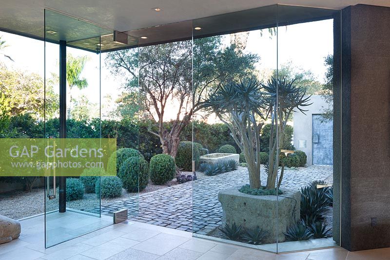View through modern glazed doors to paved area with mature olive tree adn topiary buxus sempervirens balls. 