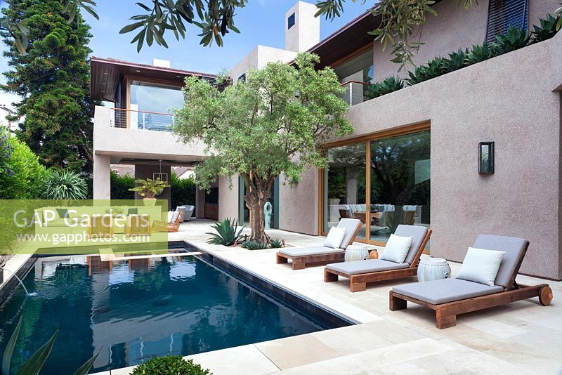 View of modern swimming pool with outside seating area sun loungers and mature olive tree.