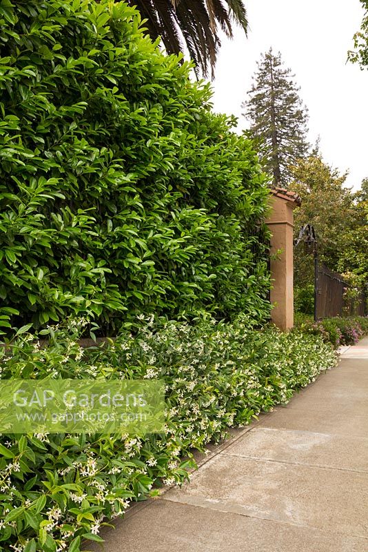 Privacy hedge of Prunus laurocerasus with a border of Trachelospermum jasminoides - May in California.
